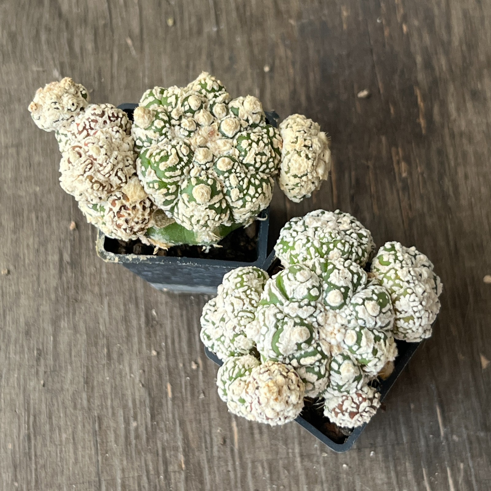A50-1385 Astrophytum super Kabuto, grafted, 2 pieces