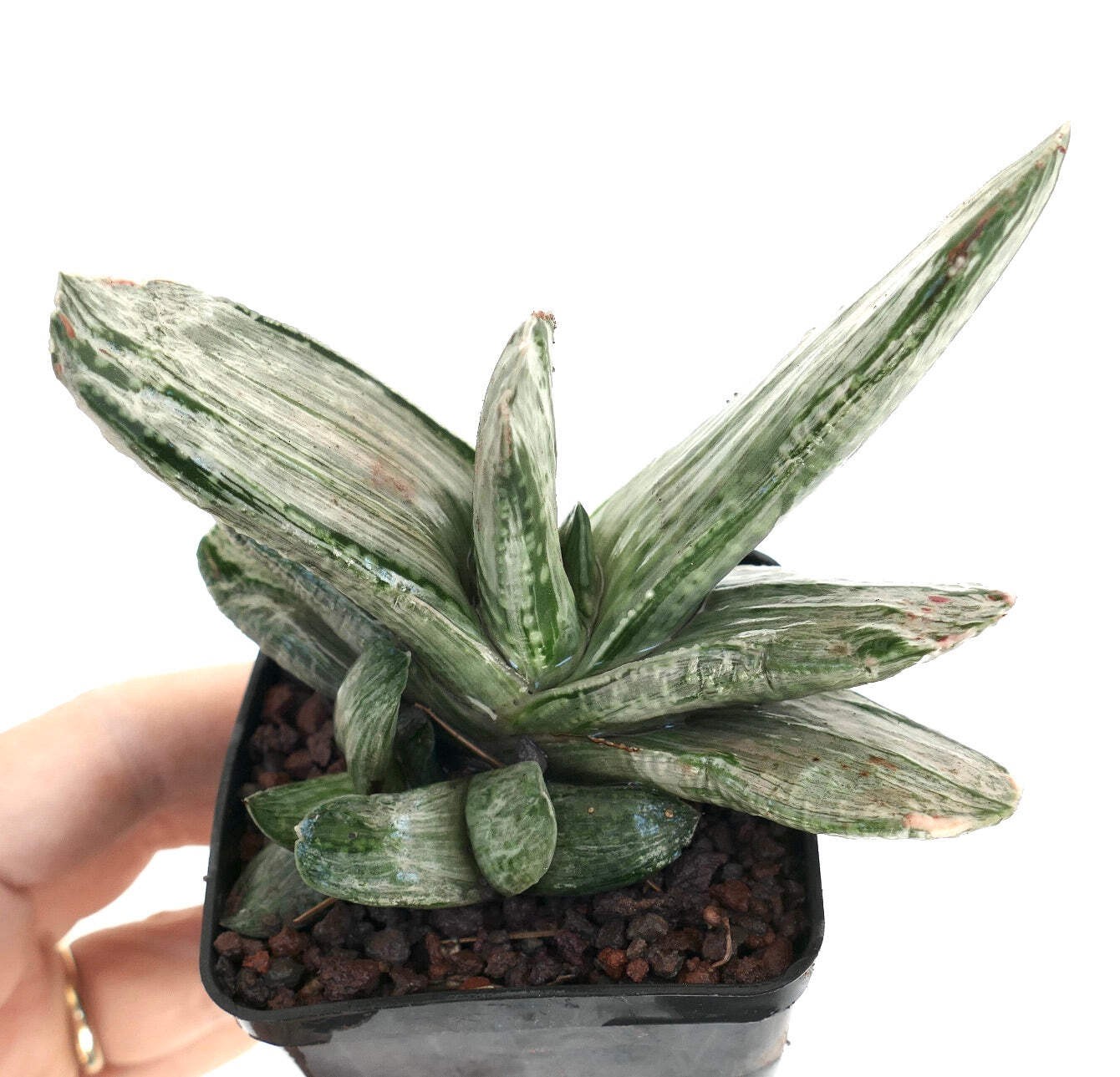 Gasteria cv. ‘Ariso-no-Matsu’ WHITE VARIEGATED – Ox tongue | Lawyer’s tongue
