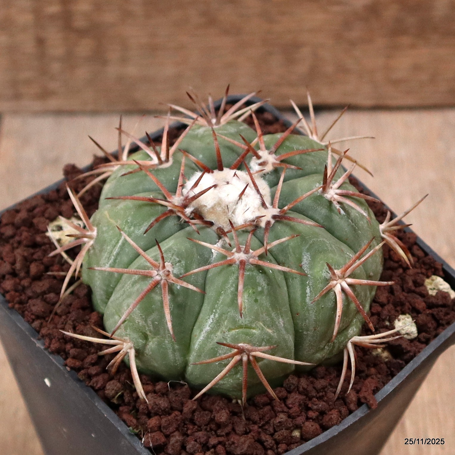 D7506 ECHINOCACTUS HORIZONTHALONIUS pot10-H6-W8 cm MaMa Cactus
