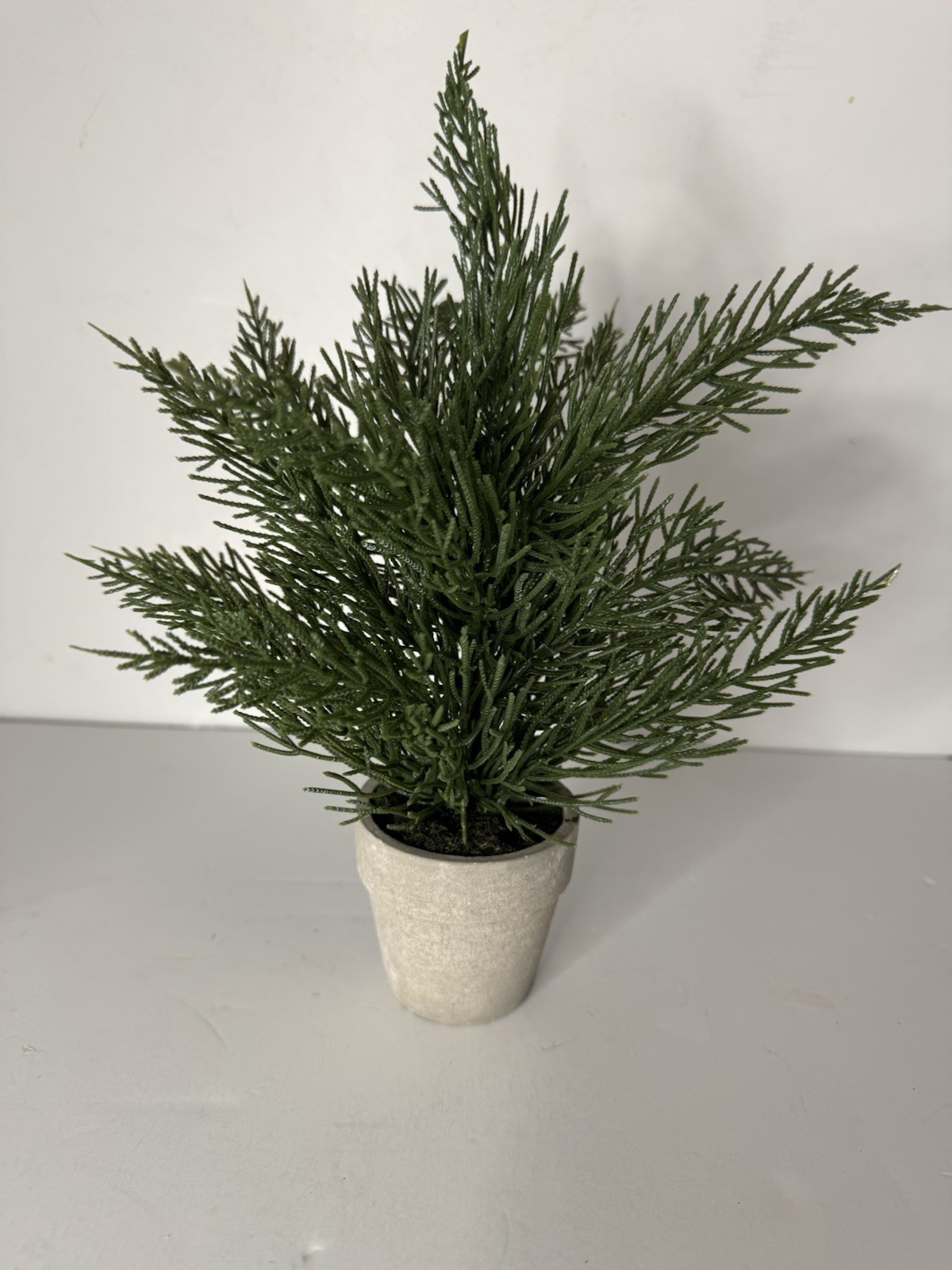 Cedar Potted Plant 6in Tall In Small Terracotta Pot