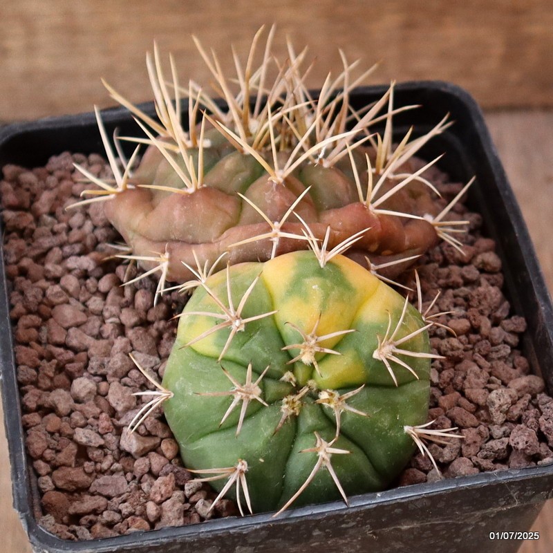 D5002 GYMNOCALYCIUM EURYPLEURUM VARIEGATED pot10-H5-W11 cm MaMa Cactus