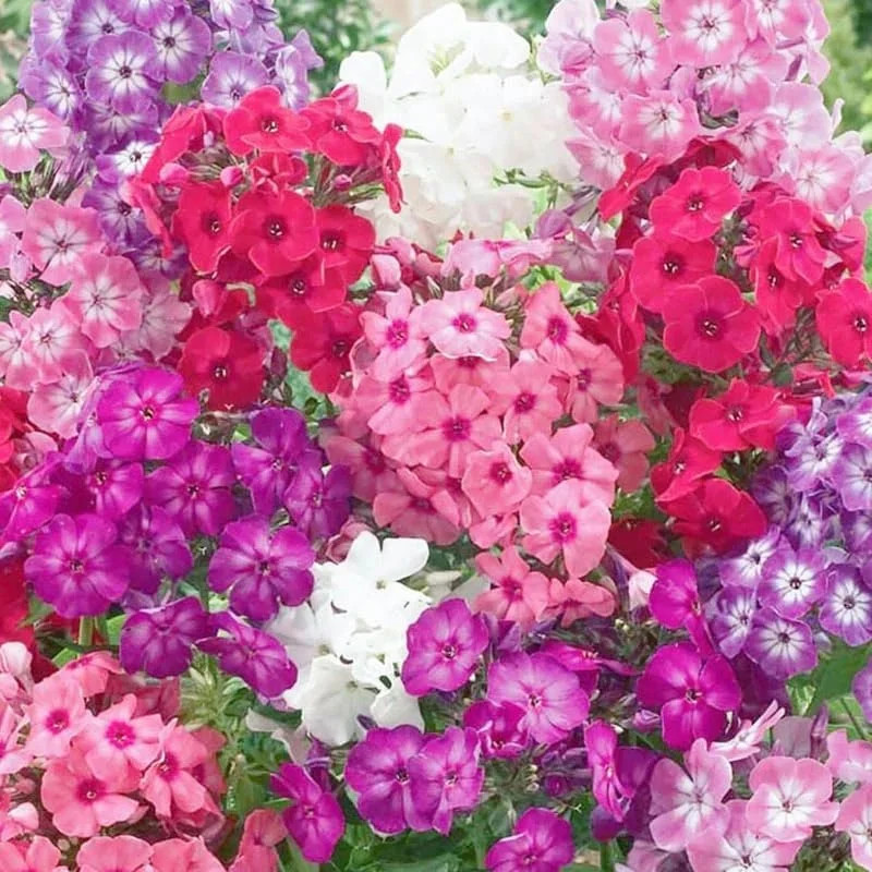 1500 Seed Mixed Phlox Seeds for Planting – Phlox Seeds Creeping Perennial Ground