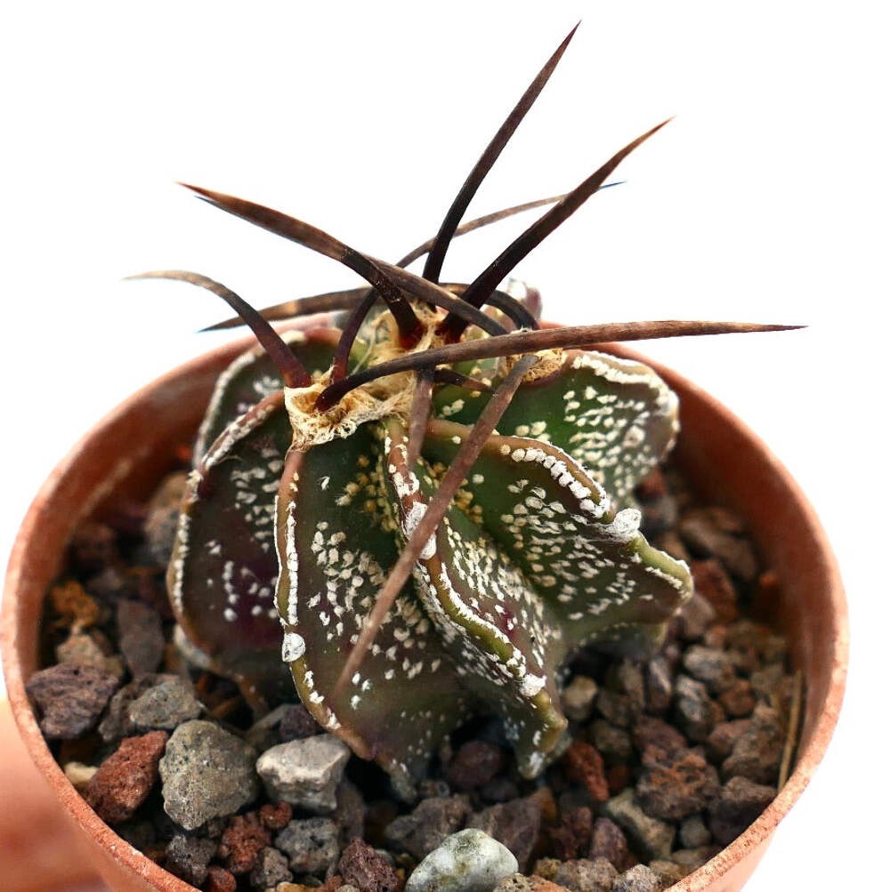 Astrophytum capricorne var. capricorne X BUFFALO – Goat’s horn cactus | Star cac