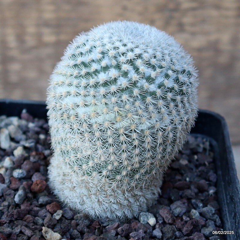 A2187 MAMMILLARIA PERBELLA pot10-H8-W6 cm MaMa Cactus