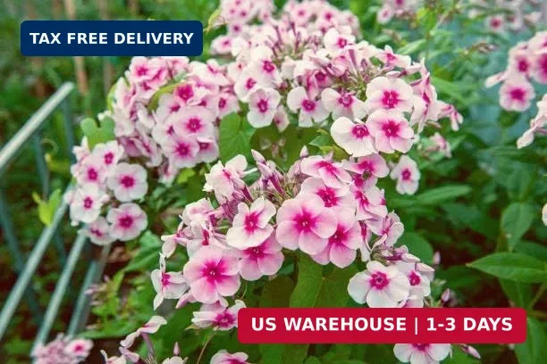 Mix Phlox Seeds, 1100+ Creeping Phlox Flower Non GMO Heirloom Seeds, Mixed Peren