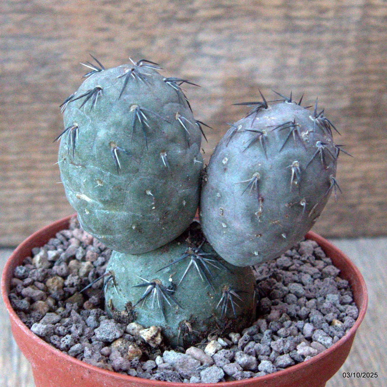 D6854 TEPHROCACTUS GEOMETRICUS RED pot10-H9-W8 cm MaMa Cactus