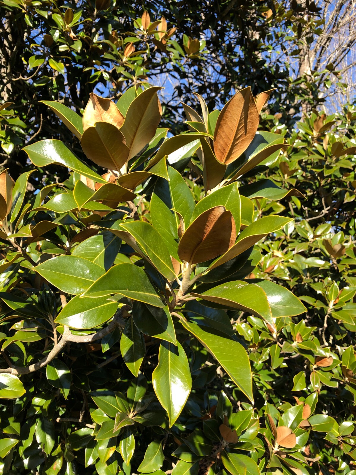 Fresh Magnolia Leaves for Wedding Decor, Table Centerpiece, Wreaths