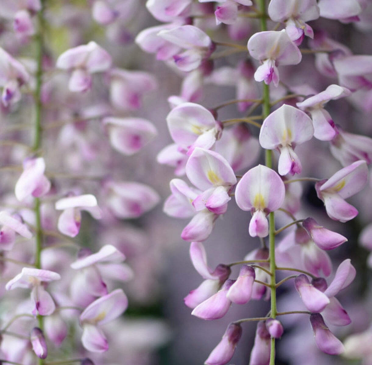 Wisteria floribunda from ROSEA – Japanese wisteria | Wisteria