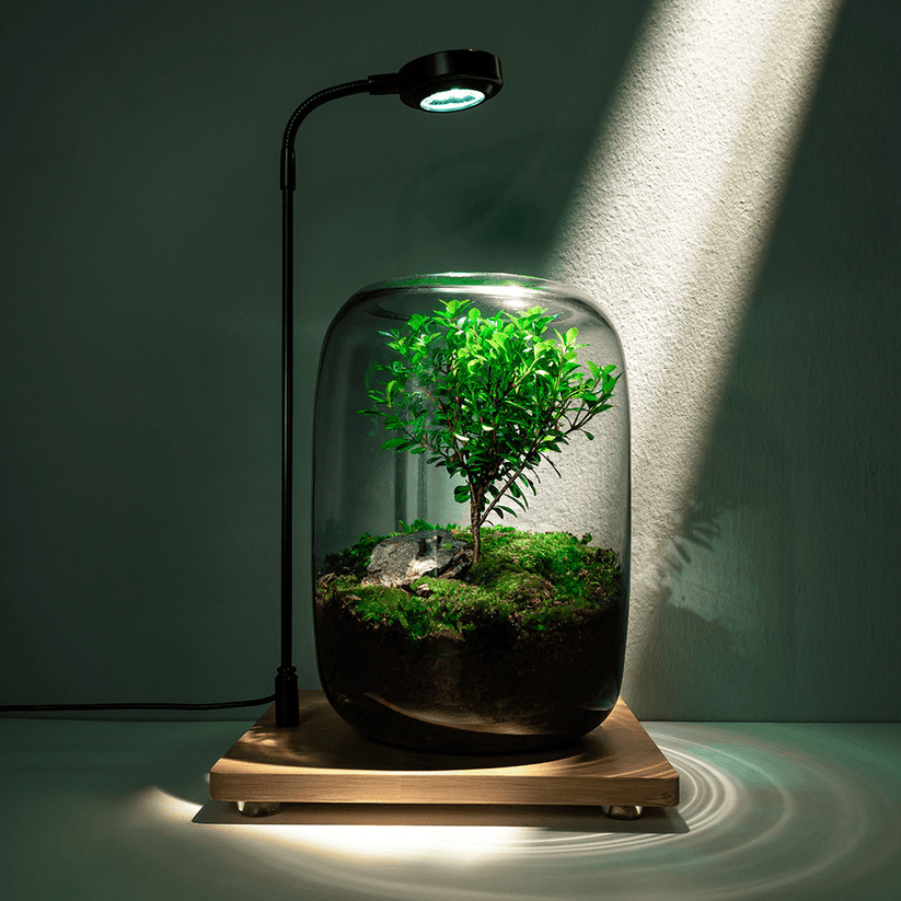 Tree of Life Glass Terrarium | Handcrafted Air Plant Display Decor