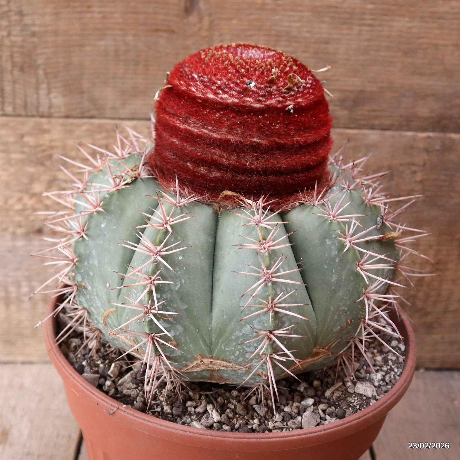 D7901 MELOCACTUS BAHIENSIS pot22-H19-W21 cm MaMa Cactus