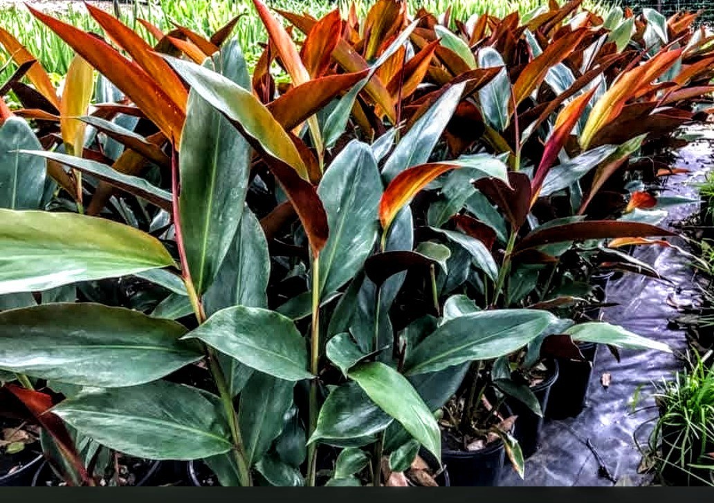 Live Plant Alpinia Caerulea