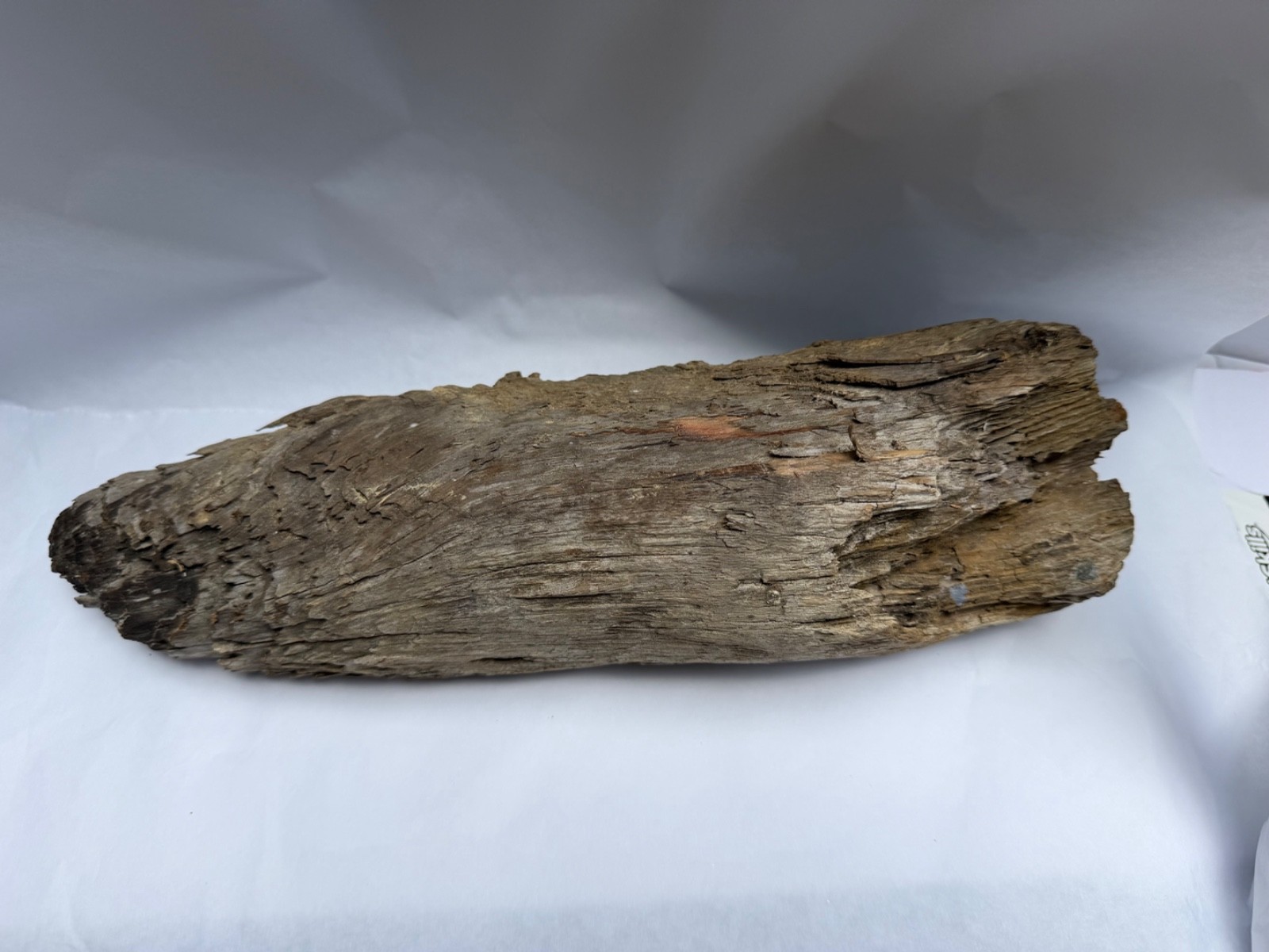 S. Georgia Pine Knot Taxidermy Terrarium Floral Display Fireplace Carving Mount