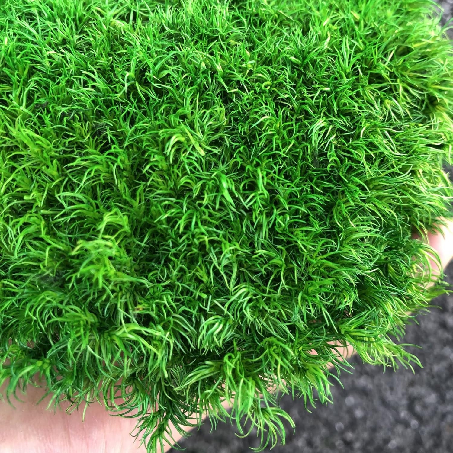Real Natural Preserved Pole Moss Pillow Bun Cushion Green Decorative 1.5 Sq Ft