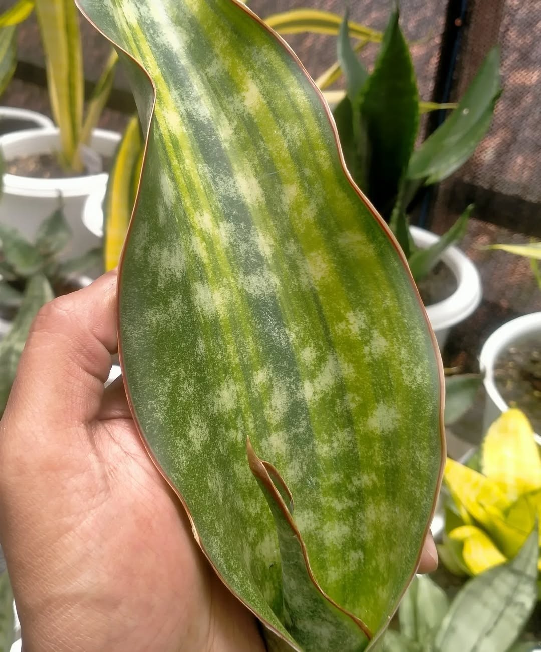 Sansevieria Kirkii Coral Blue – Rare Snake Plant Variety , Easy Care Houseplant