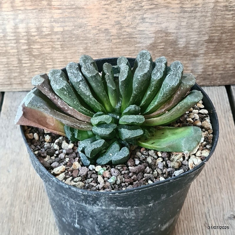 D5614 HAWORTHIA TRUNCATA pot14-H8-W13 cm MaMa Cactus