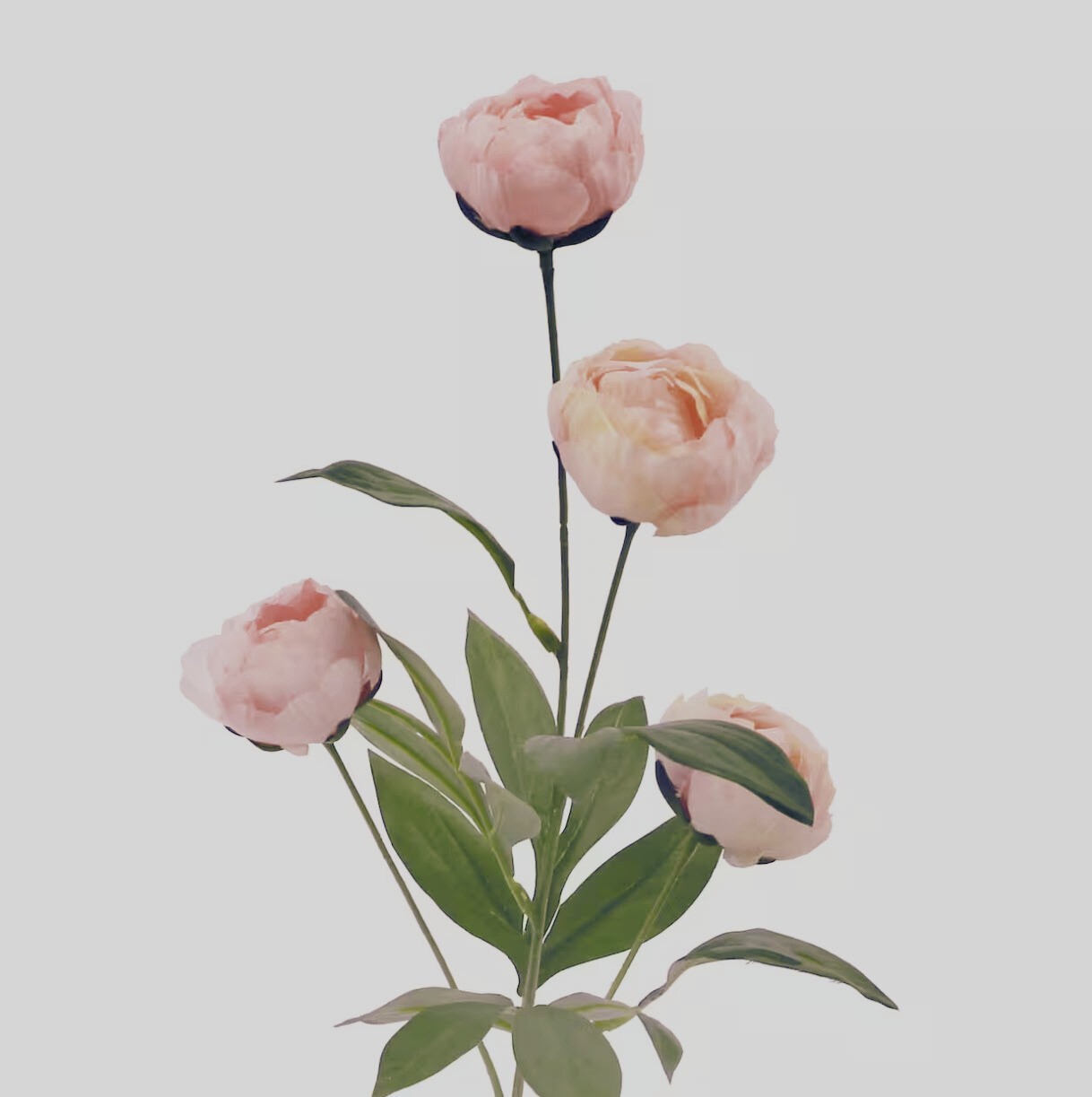 Peony Ashland 12 Stems Light Pink Peonies Michaels TikTokViral 12 Stems