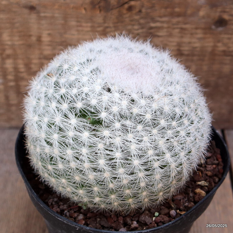 D4366 MAMMILLARIA CANDIDA pot14-H10-W13 cm MaMa Cactus