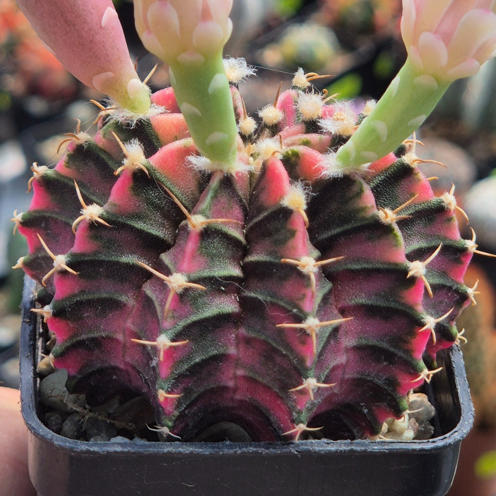 Gymnocalycium friedrichii LB f.variegata VVG2 20seeds harvest 2025