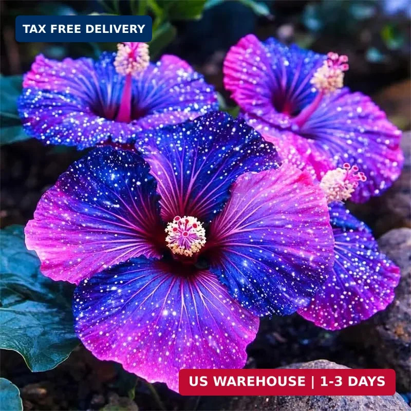25Pcs Exotic Hibiscus Flower Seeds for Planting – Perennial Flower, Vibrant Colo