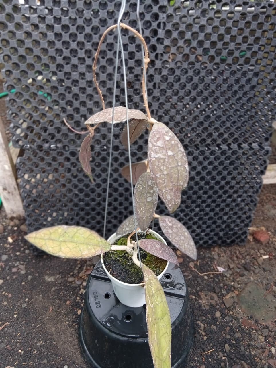 Real Pict Hoya Clemensiorum Splash Rare Plant