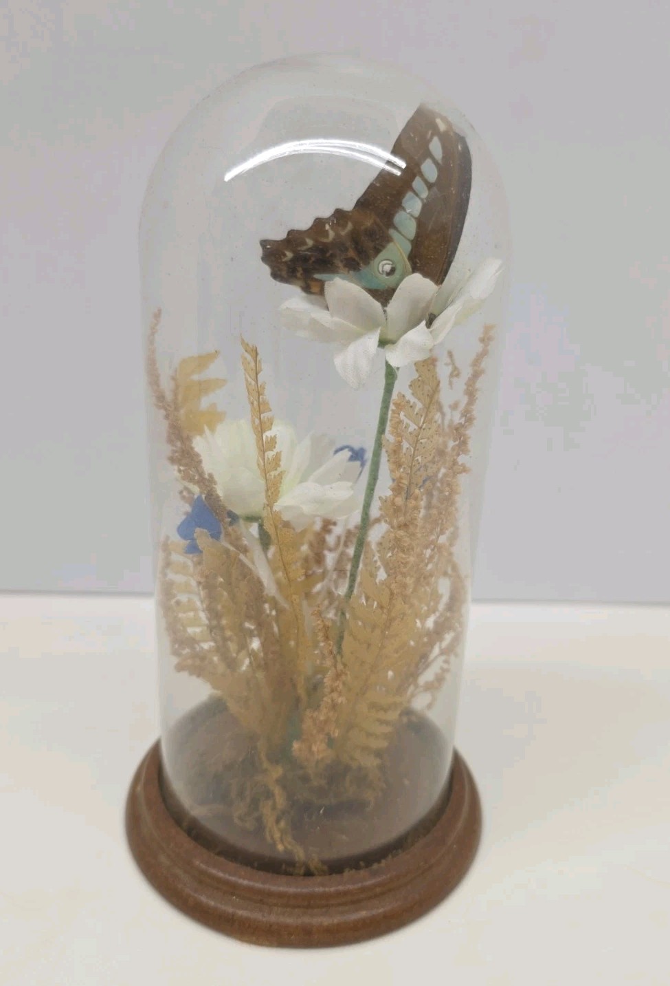 Vintage Real Butterfly & Daisy Flowers Under Glass Dome Wood Base Taiwan 7.5″