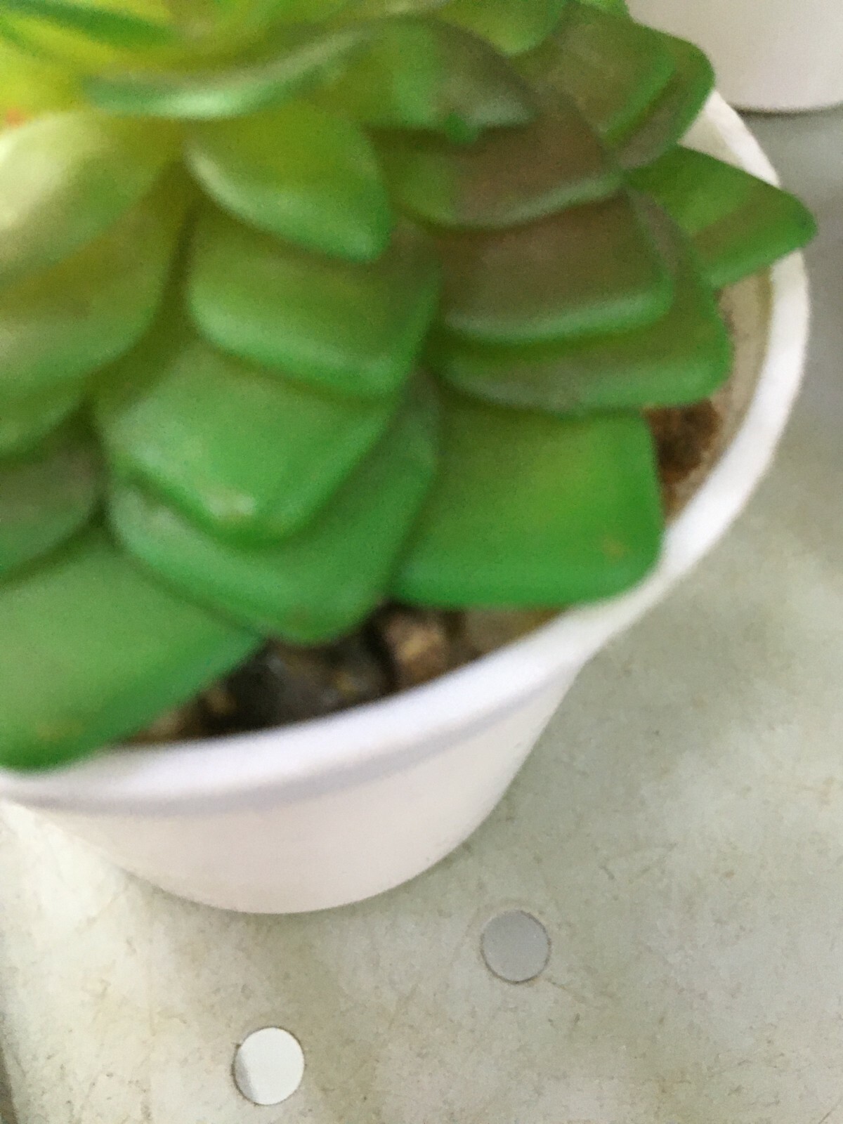 Artificial Plastic Small Water Dust Proof Cactus Tree Pot