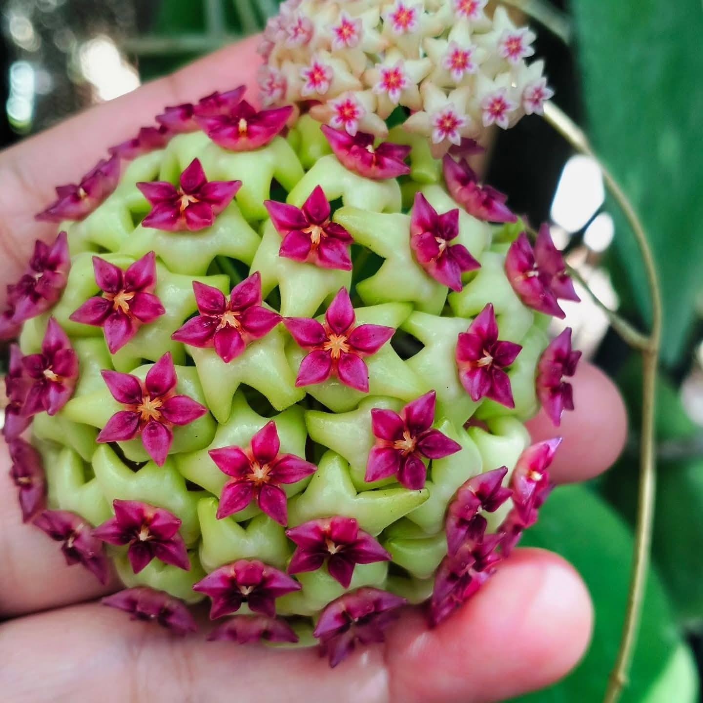 Real Pict Hoya Cinnamomifolia Green Rare Plant