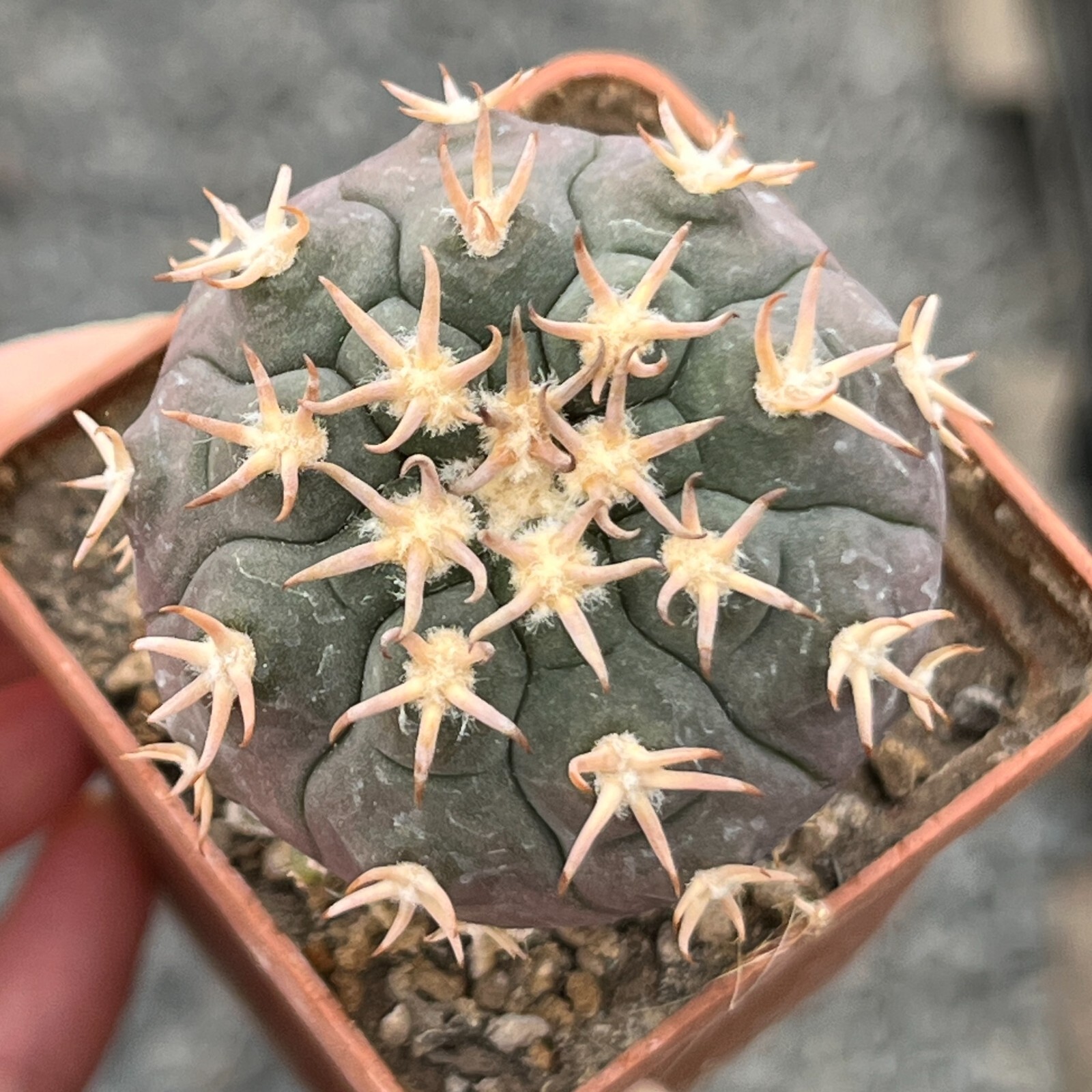 A27-589. Gymnocalycium spegazzinii v. unguispinum SL-44b (Grafted)