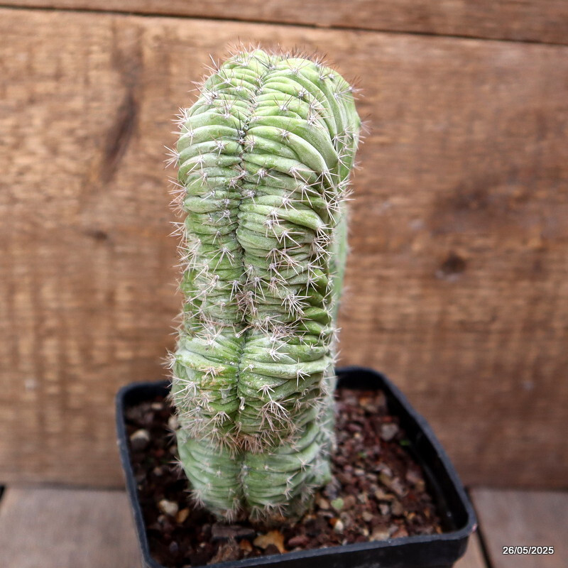 D4371 POLASKIA CHICHIPE CRESTED pot10-H18-W15 cm MaMa Cactus