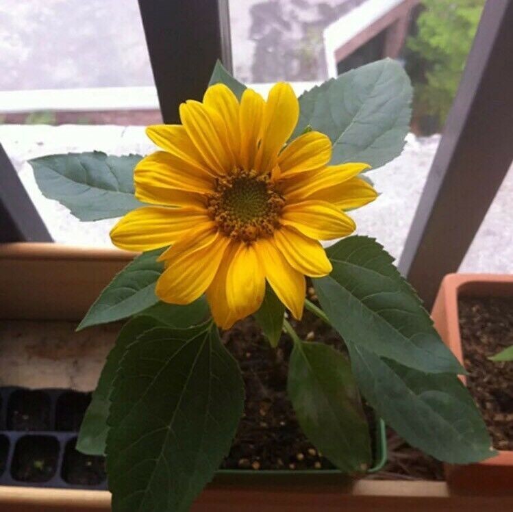 20pcs Mini Dwarf Yellow Sunflower Flower Seeds Home Garden Office Decor Plant JL