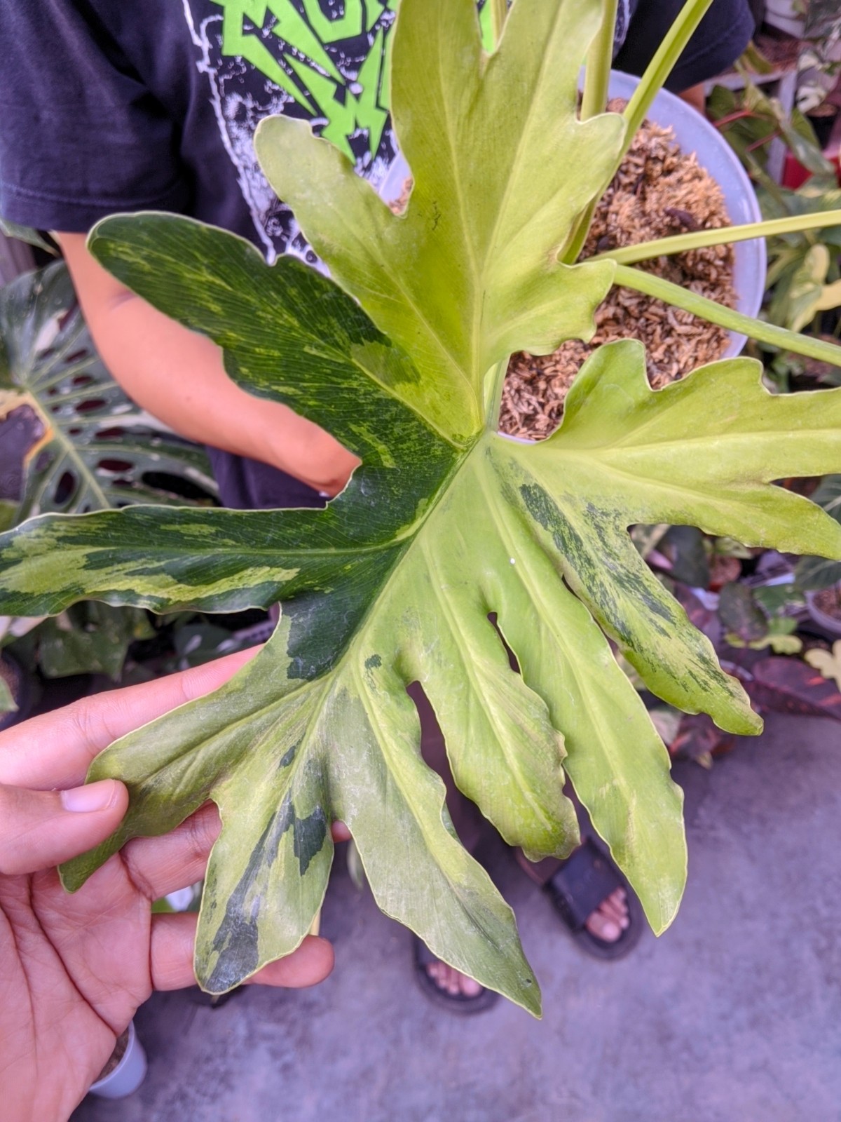 Thaumatopillum Dragon Fire Variegated Large Size Real Picture