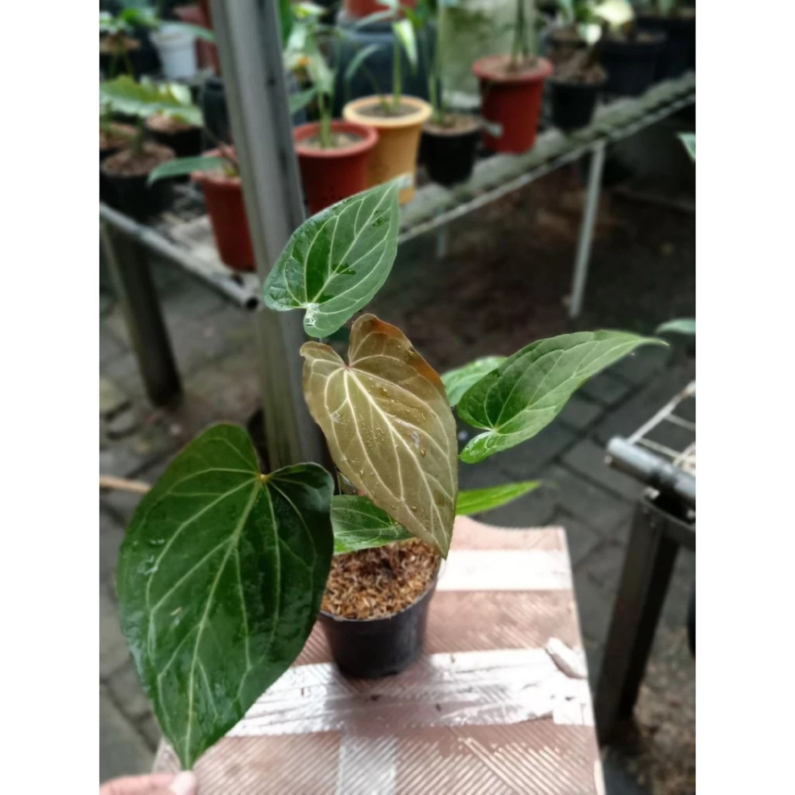 Anthurium Papilaminum Hybrid HU Rare Velvet Aroid Dark Foliage