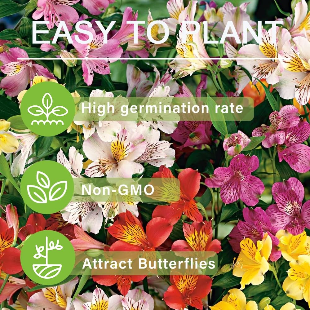 30+ Mixed Alstroemeria Seeds for Planting Outdoors-Perennial Peruvian