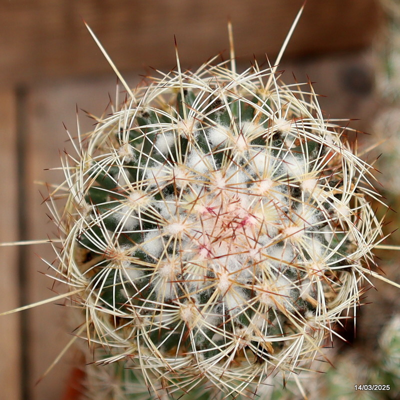A2718 CORYPHANTHA VILLARENSIS pot20-H27-W36 cm MaMa Cactus