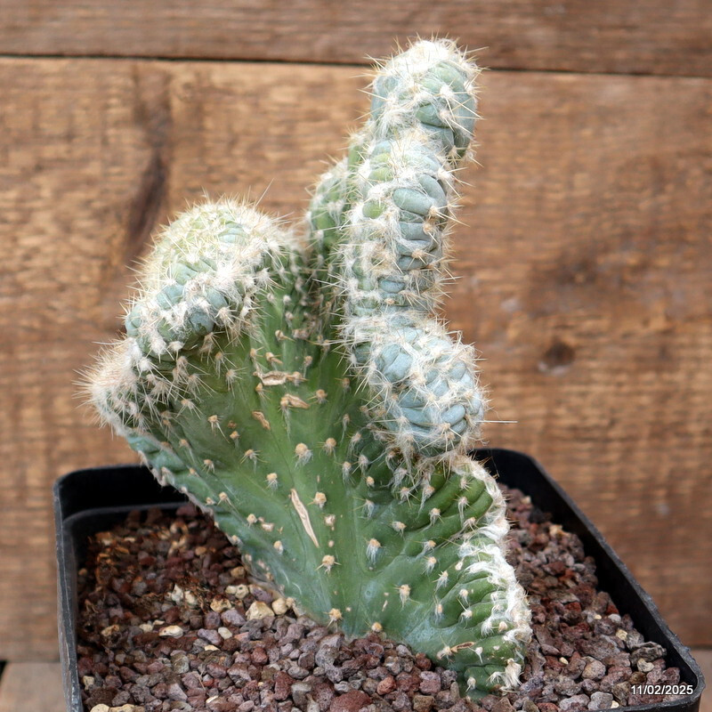D1716 PILOSOCEREUS AZUREUS CRESTED pot14-H18-W13 cm MaMa Cactus