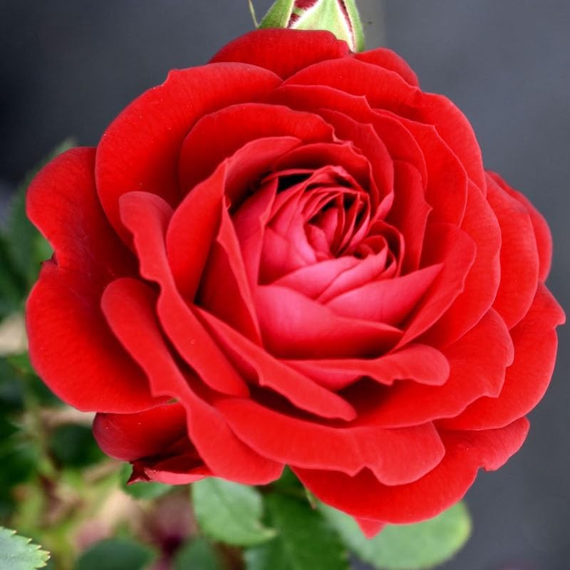 Fresh Roses for Delivery Prime, Red Roses Live Rose Bush Plants, Indoor Rose Pla