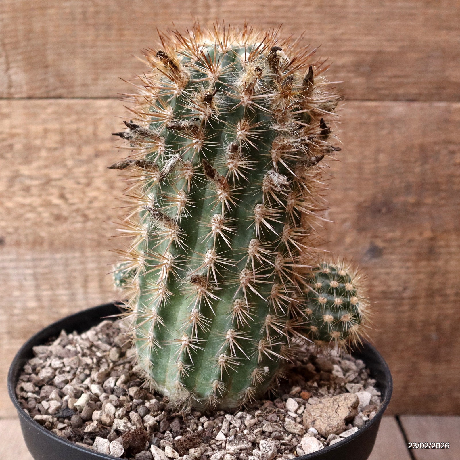 D7903 NEOPORTERIA SUBGIBBOSA pot18-H19-W12 cm MaMa Cactus