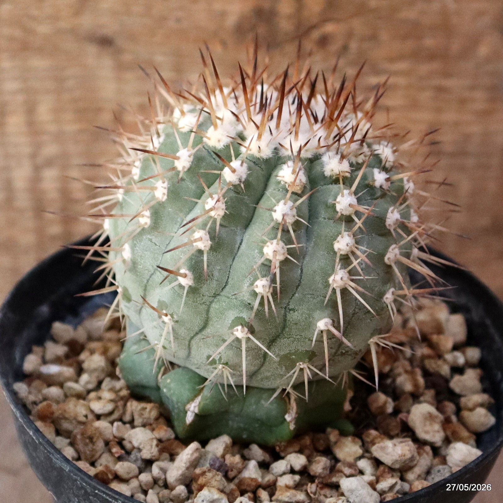 D4134 COPIAPOA CINEREA GRAFT pot14-H11-W8 cm MaMa Cactus