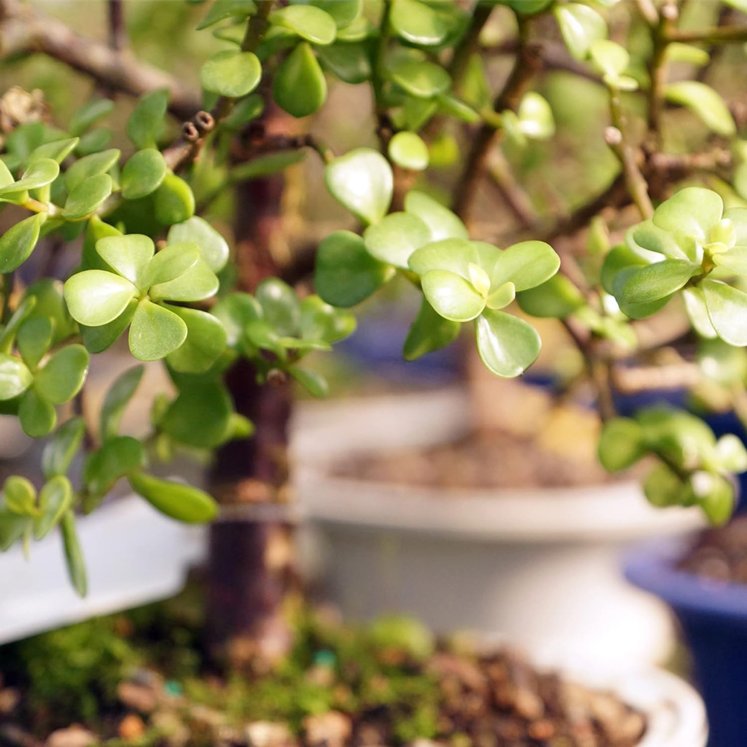 Brussel’s Bonsai Live Dwarf Jade Tree, Indoor – Small, 3 Green