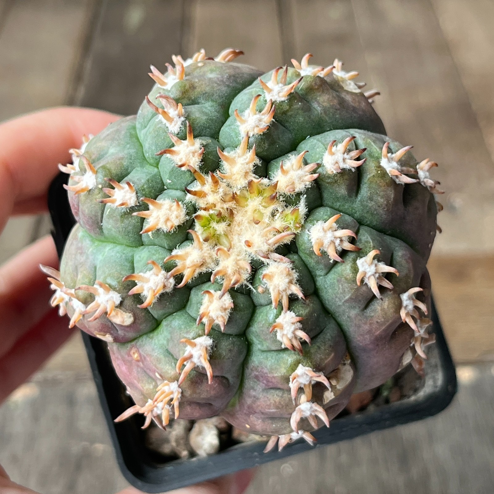 A38-2055 Gymnocalycium spegazzinii SL-044b, grafted
