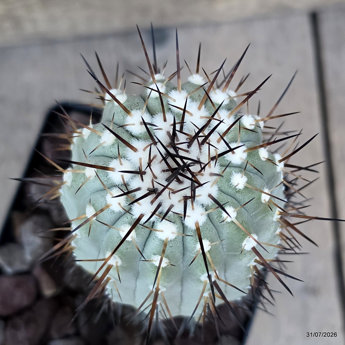 D3818 COPIAPOA CINEREA KK624 LAS BREAS pot12-H18-W7 cm MaMa Cactus