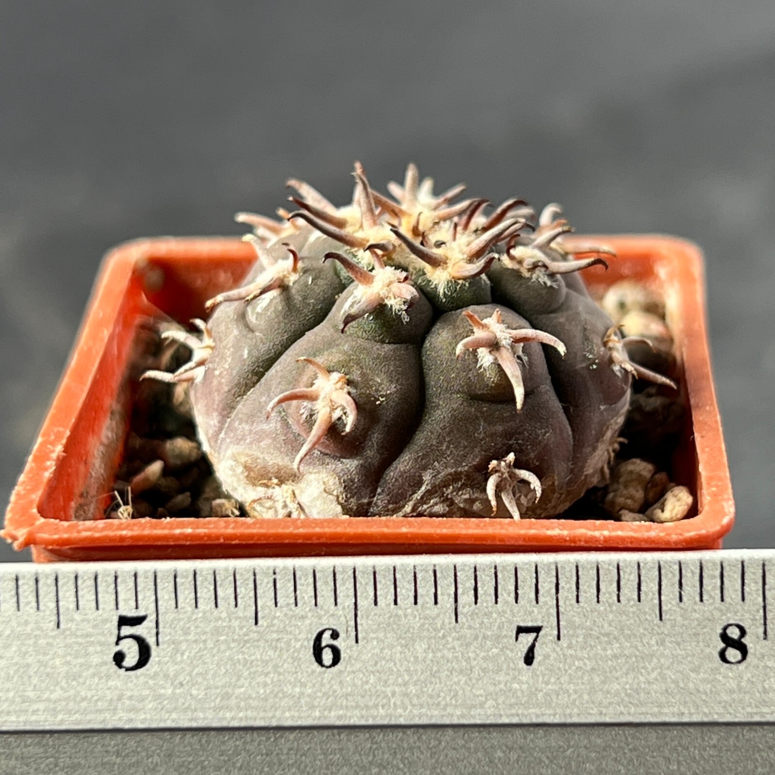A4-1309. Gymnocalycium unguispinum SL-44b (Own roots)