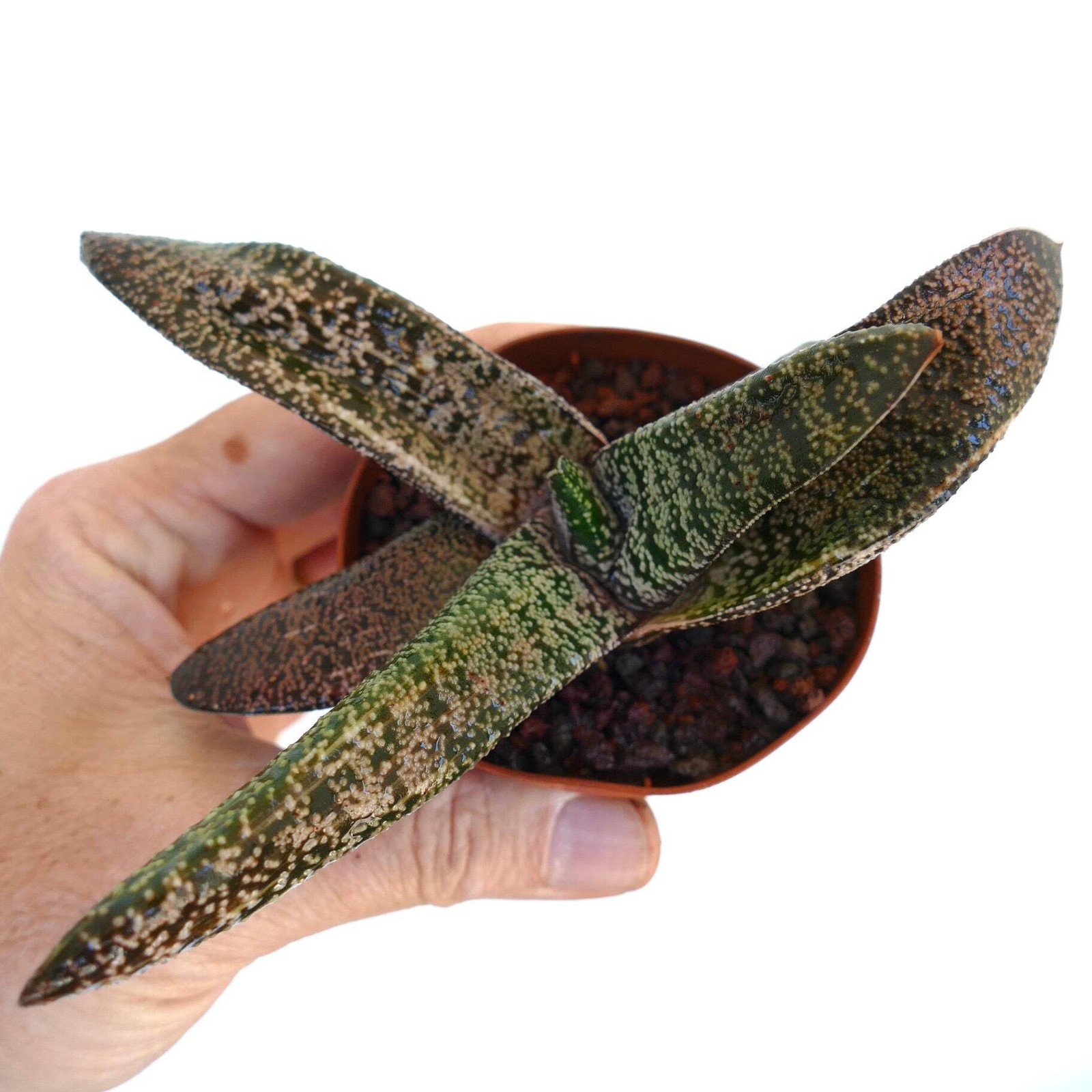 Gasteria carinata x batesiana SLIGHTLY VARIEGATED – Ox Tongue | Lawyer’s Tongue