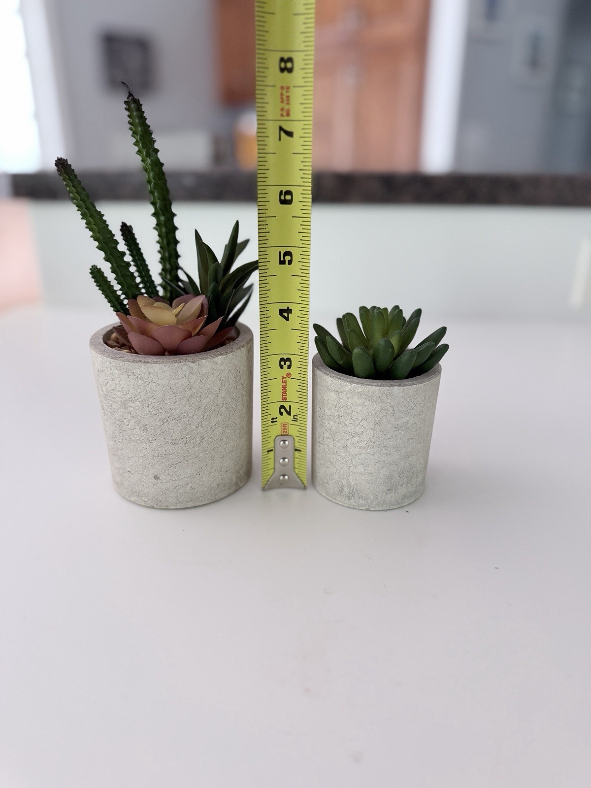2 Potted Succulent Houseplants in Gray Planters, Green Floral & Garden Theme