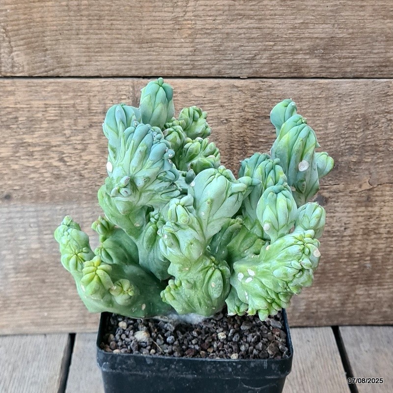 D5758 MYRTILLOCACTUS GEOMETRIZANS CRESTED pot12-H18-W20 cm MaMa Cactus
