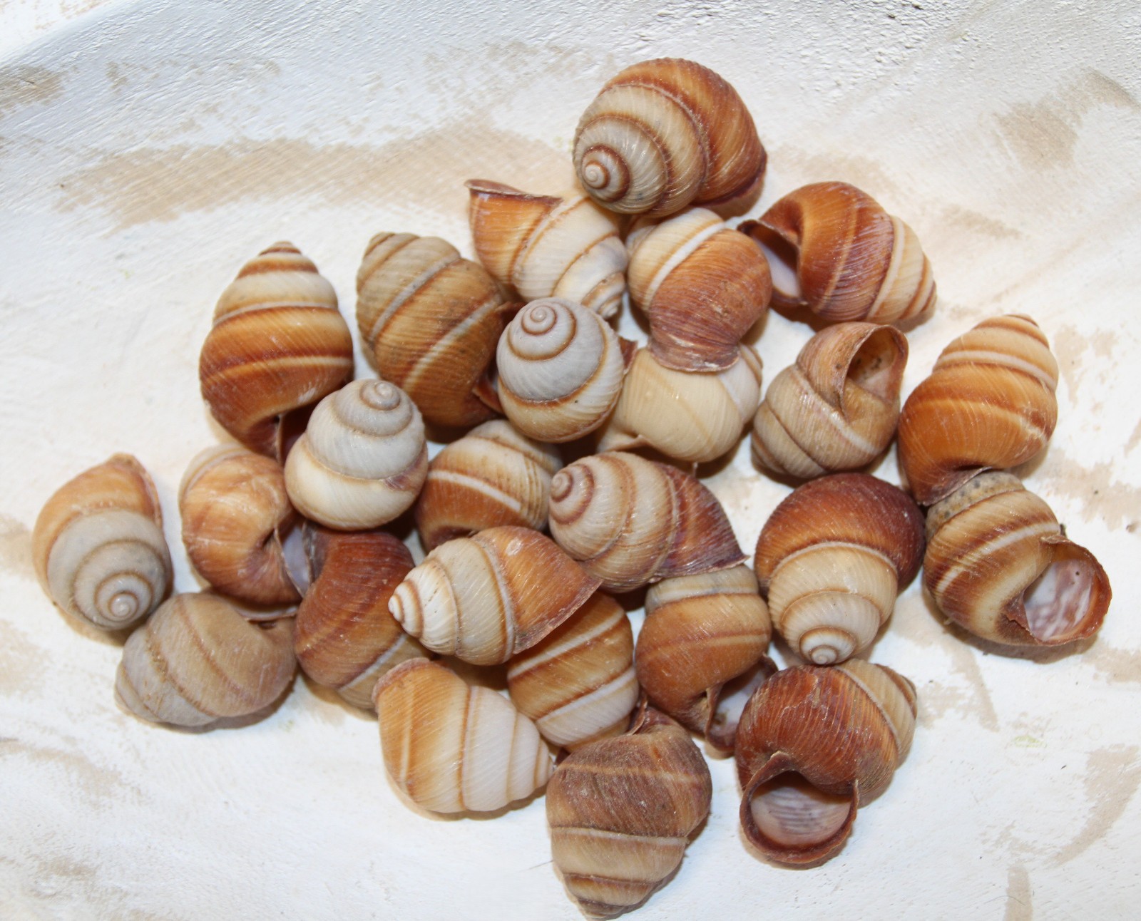 BROWN LAND SNAILS,Craft Supply,Mosaic projects, Beach Decor,Beach Art,SS-588