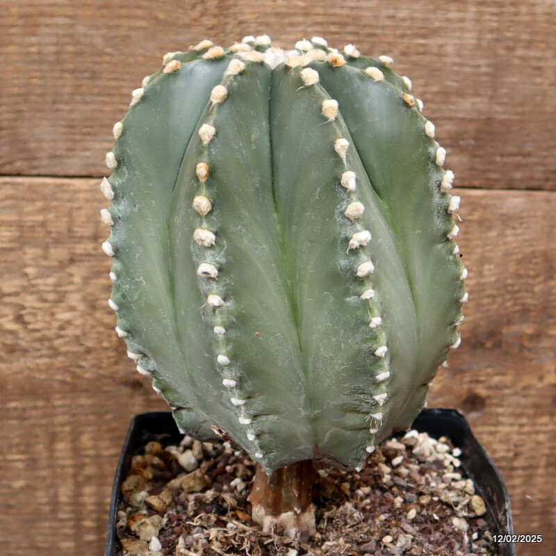 D3006 ASTROPHYTUM SUPERKABUTO GRAFT. NUDUM pot14-H20-W13 cm MaMa Cactus
