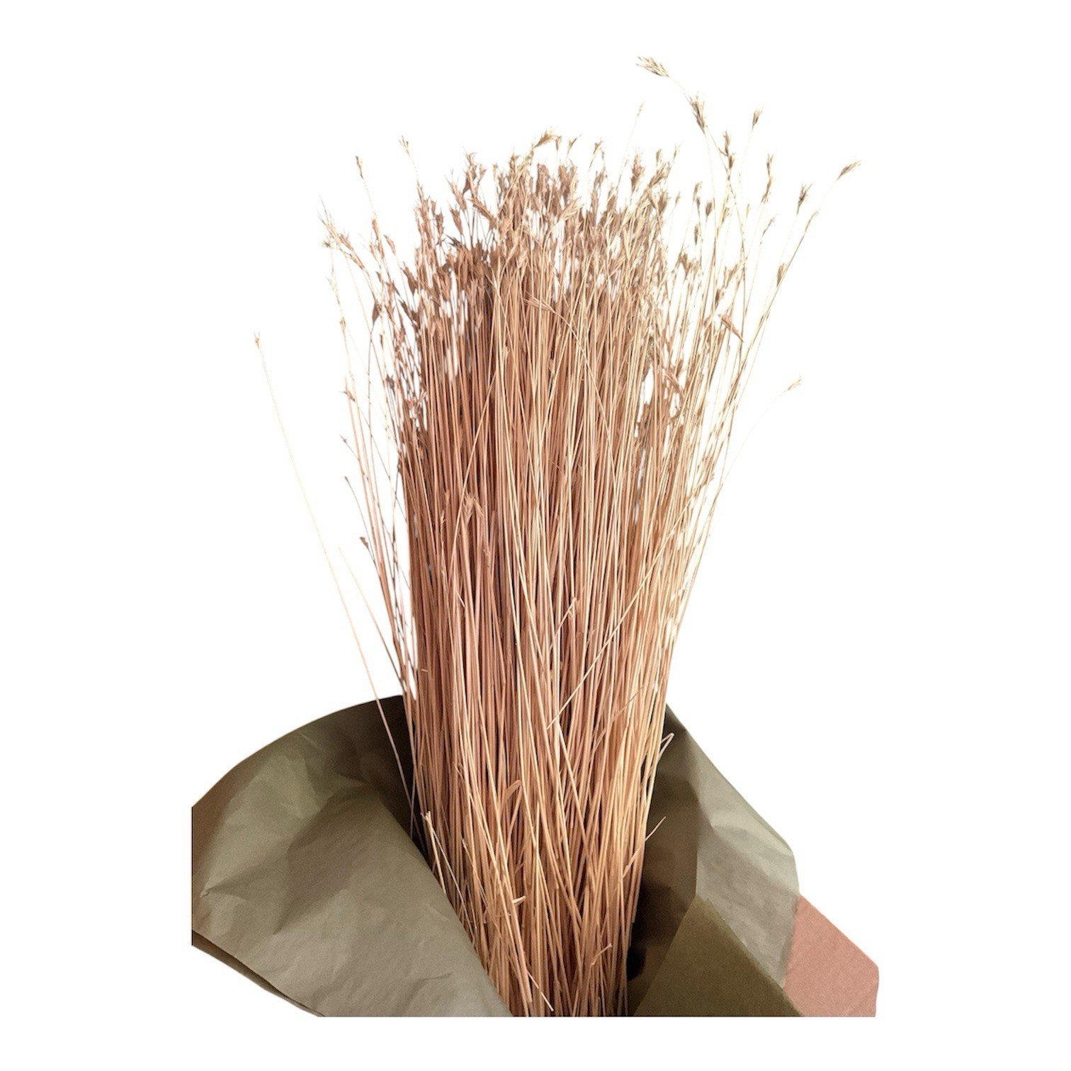 Dried Foxtail Grass Bundle: Rustic Floral Arrangement Supply in Natural Color