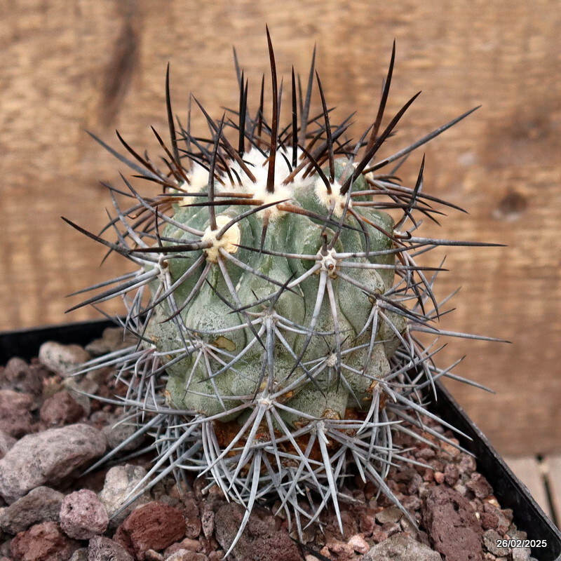 D3553 COPIAPOA COQUIMBANA V. DOMEYKOENSIS pot14-H11-W7 cm MaMa Cactus