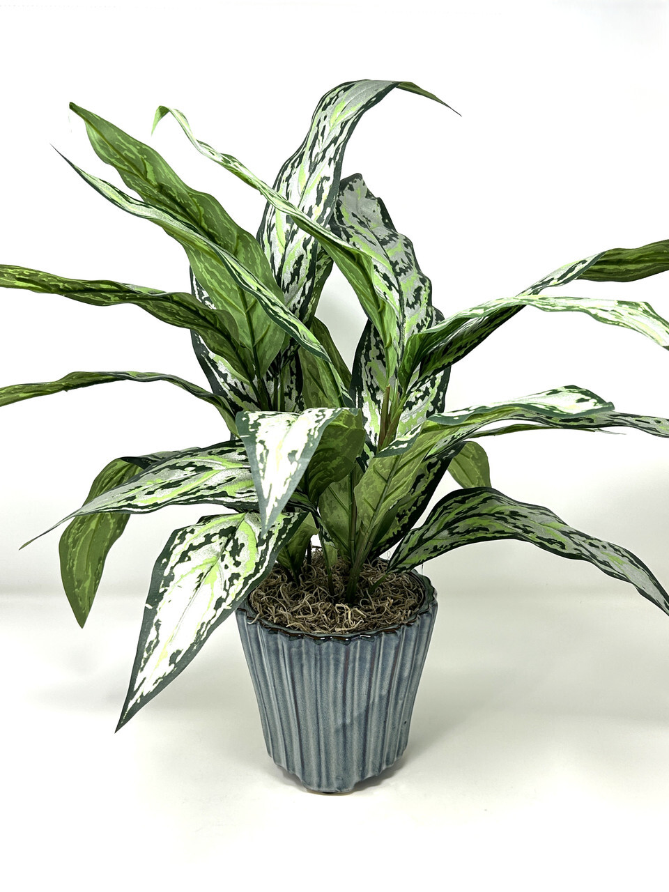 19″ Large SILVER QUEEN AGLAONEMA artificial silk Sword plant, 5.5″ Blue Ceramic